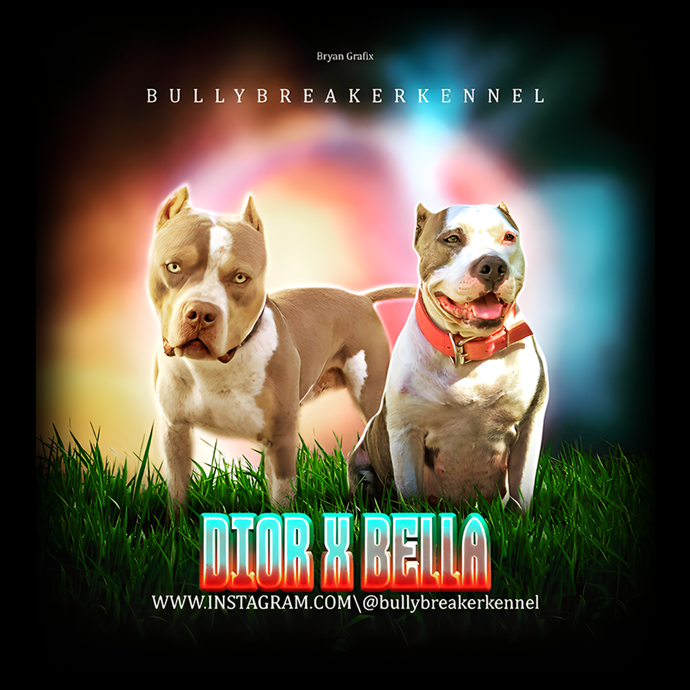 lilac tri american bully puppies for sale tx