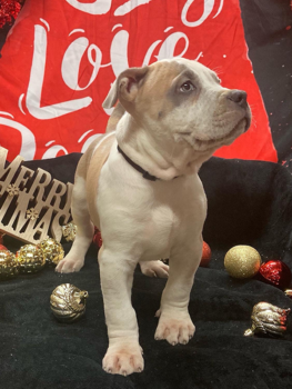 blue fawn bully puppy for sale payments
