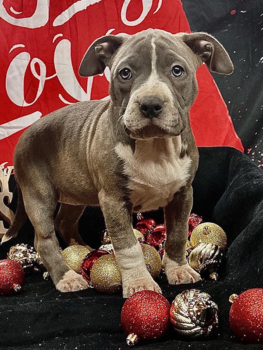 blue pitbull bully puppies for sale financing