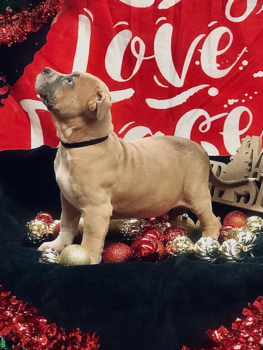 bully pitbull puppies for sale payment plans