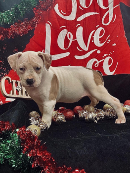 champagne bully pitbull puppies for sale