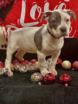 pitbull breeders tx