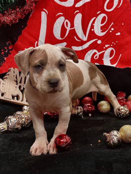 pitbull puppies for sale payment plans