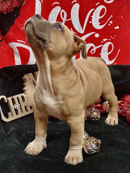 pitbulls for sale texas