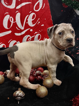 ticked bully puppy for sale near me payment plans
