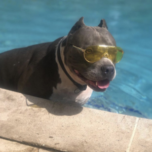 blue pitbulls for sale