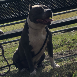 ukc registered pitbulls for sale